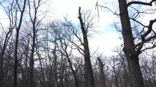 Woud met bomen zonder bladeren gedurende de dag — Stockvideo