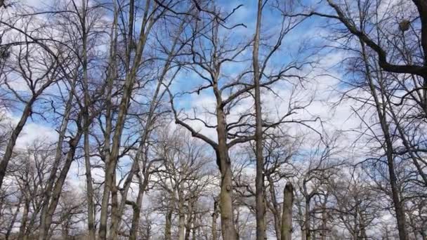 Pădure cu copaci fără frunze în timpul zilei — Videoclip de stoc