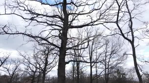 白天没有叶子的森林 — 图库视频影像