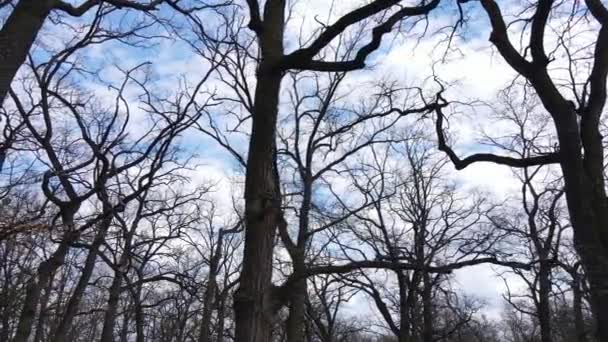 Wald mit Bäumen ohne Blätter am Tag — Stockvideo