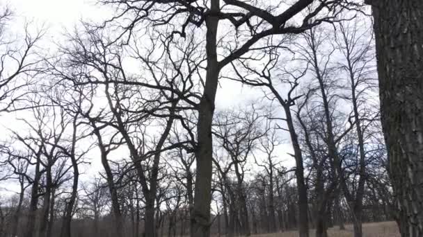 Лес с деревьями без листьев в течение дня — стоковое видео