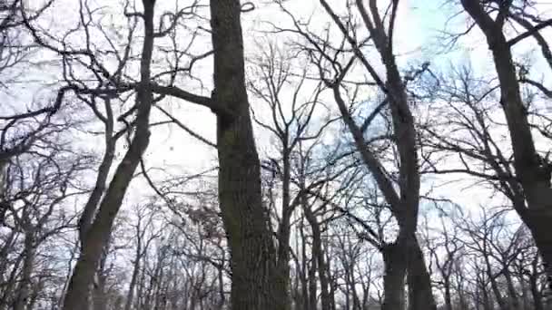 Floresta com árvores sem folhas durante o dia — Vídeo de Stock