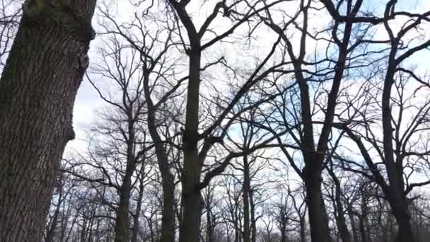 Wald mit Bäumen ohne Blätter am Tag — Stockvideo