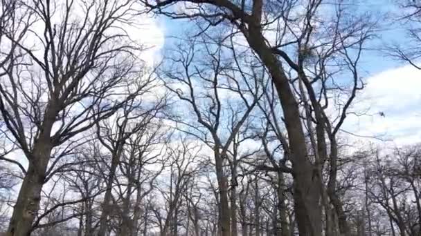 Les se stromy bez listí během dne — Stock video