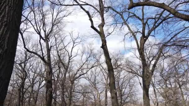 Woud met bomen zonder bladeren gedurende de dag — Stockvideo