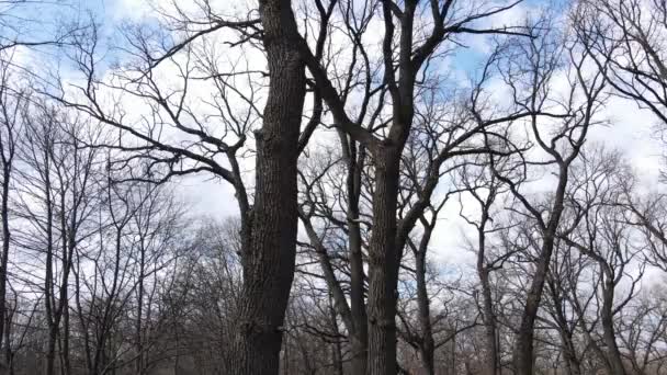 Las z drzewami bez liści w ciągu dnia — Wideo stockowe