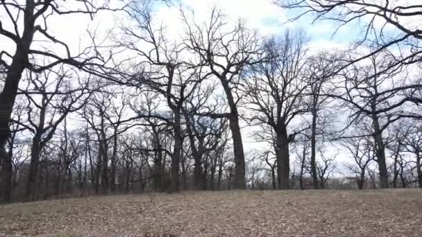 Лес с деревьями без листьев в течение дня — стоковое видео