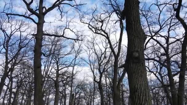 Floresta com árvores sem folhas durante o dia — Vídeo de Stock