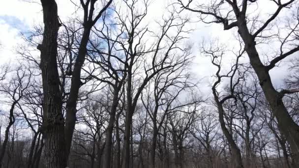 Bosque con árboles sin hojas durante el día — Vídeo de stock