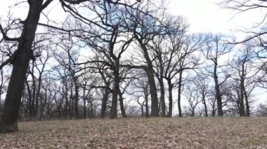 Gün boyunca yaprakları olmayan bir orman.
