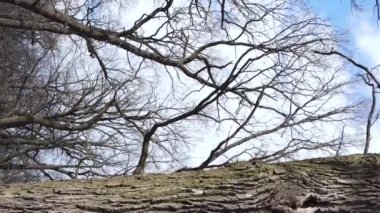 Ağaçlı ormanın dikey videosu yavaş çekimde.