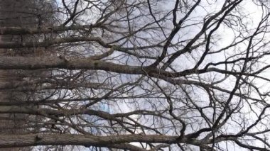 Ağaçlı ormanın dikey videosu yavaş çekimde.