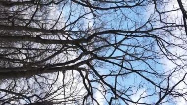 Ağaçlı ormanın dikey videosu yavaş çekimde.