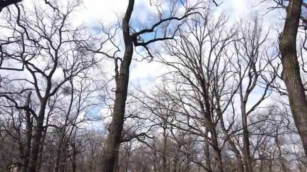 Bosque con árboles sin hojas durante el día — Vídeo de stock