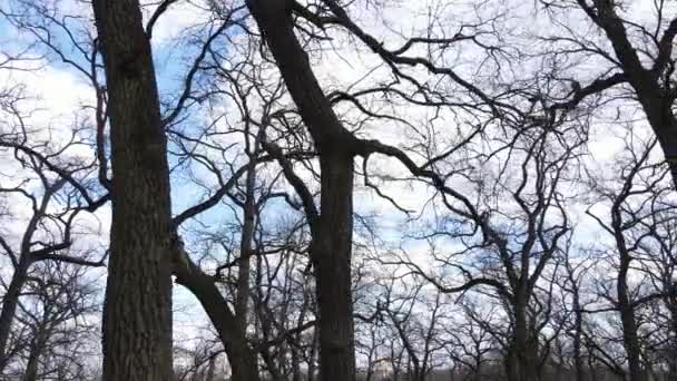 Woud met bomen zonder bladeren gedurende de dag — Stockvideo