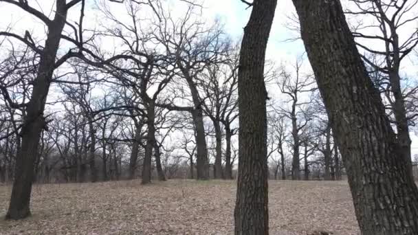 Vista aérea de un bosque sin hojas, cámara lenta — Vídeos de Stock