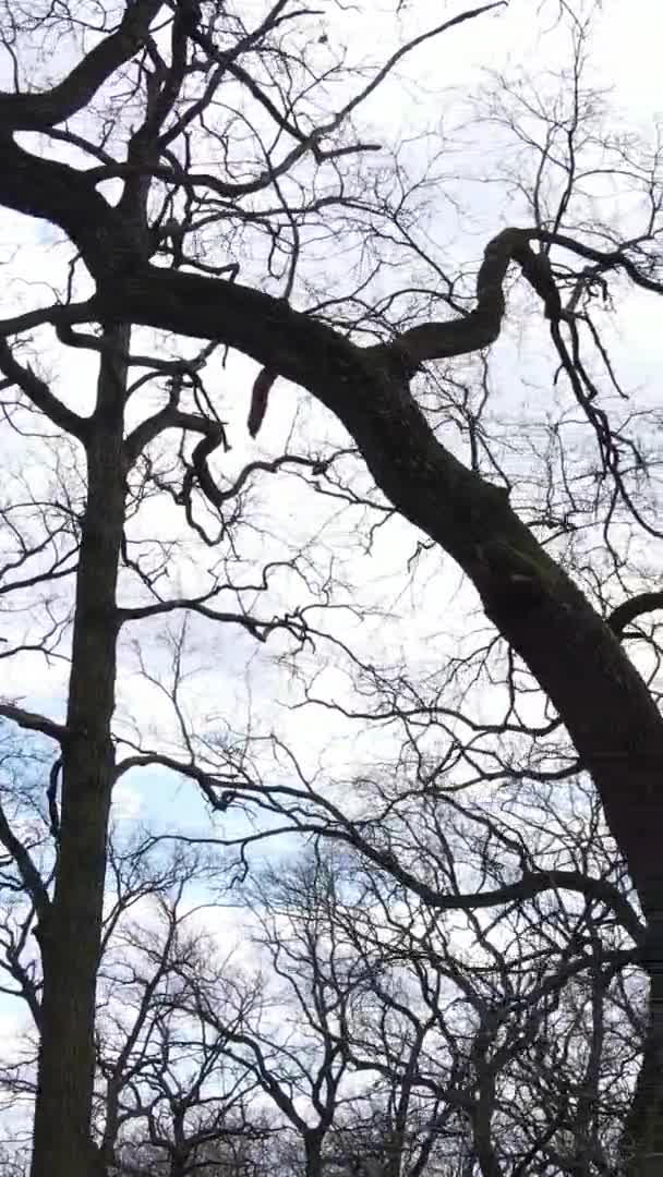 Vidéo verticale de la forêt avec des arbres sans feuilles au ralenti — Video