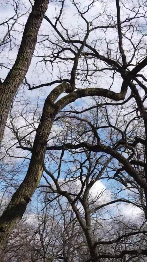 Vertikales Video des Waldes mit Bäumen ohne Blätter in Zeitlupe — Stockvideo