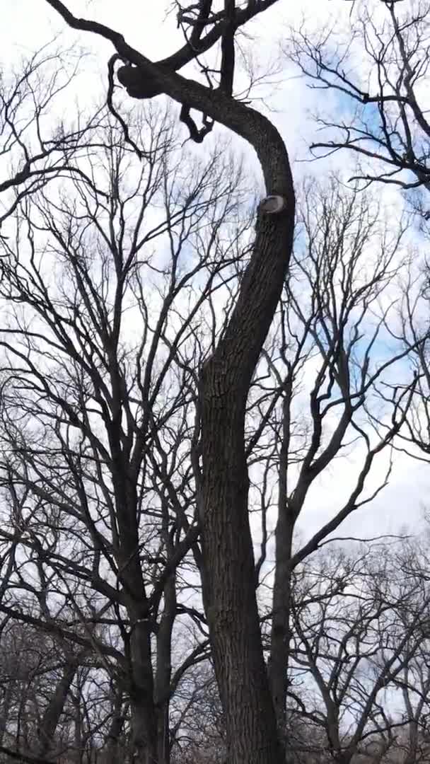 Vidéo verticale de la forêt avec des arbres sans feuilles au ralenti — Video