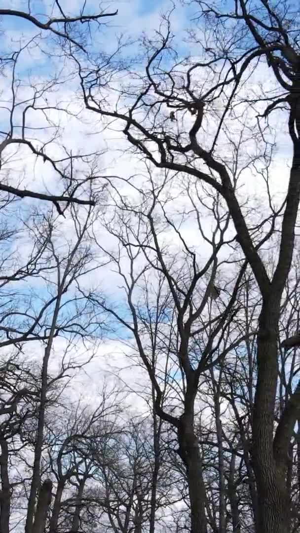 Vidéo verticale de la forêt avec des arbres sans feuilles au ralenti — Video