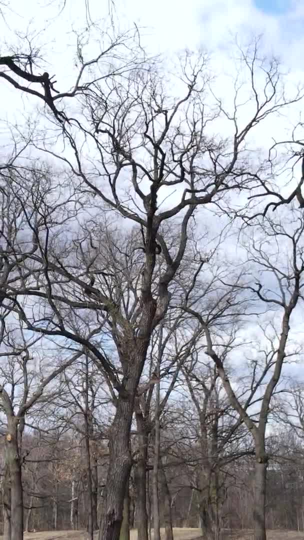 Függőleges videó az erdő levelek nélküli fák Lassított mozgás — Stock videók