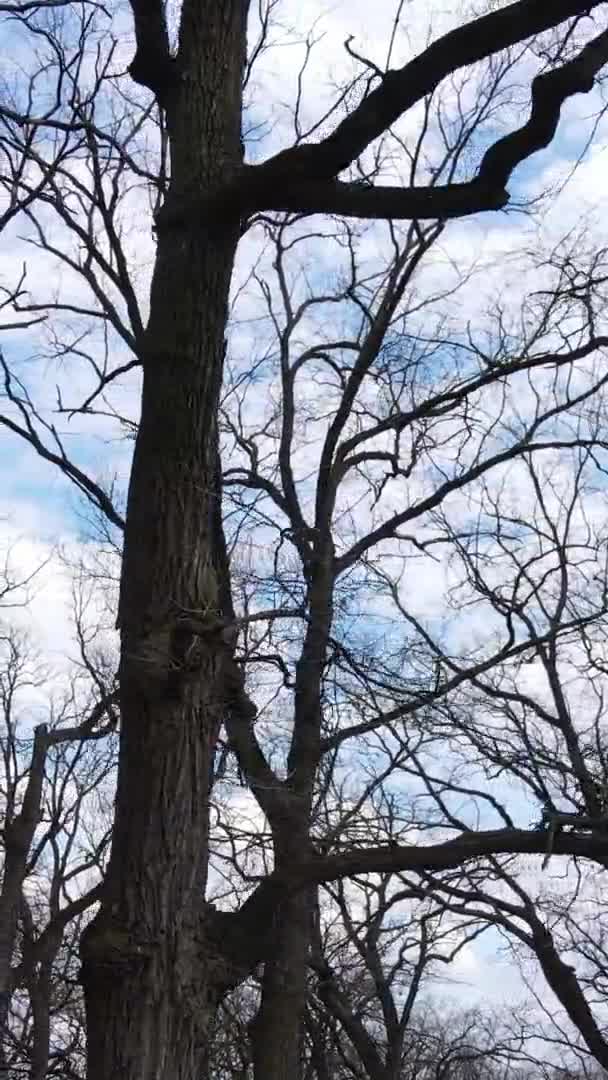 Vertical video of the forest with trees without leaves slow motion — Stock Video