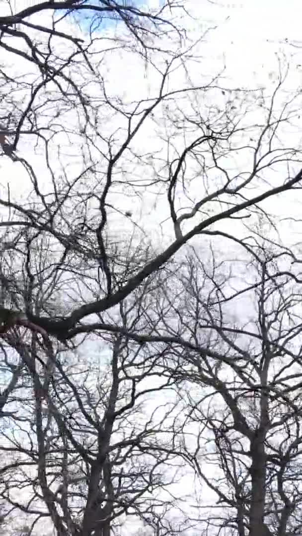 Вертикальное видео леса с деревьями без листьев замедленного действия — стоковое видео
