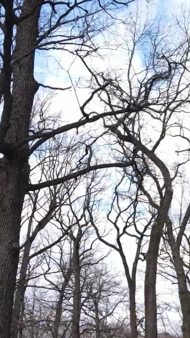 Vídeo vertical da floresta com árvores sem folhas em câmera lenta — Vídeo de Stock