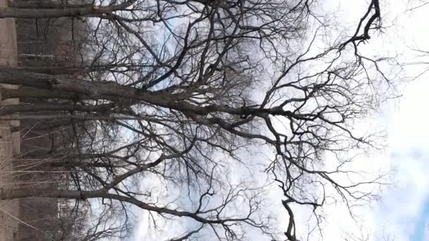 Vidéo verticale de la forêt avec des arbres sans feuilles au ralenti — Video