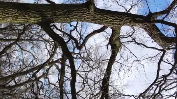 나뭇잎 없이 천천히 움직 이는 숲의 수직 영상 — 비디오