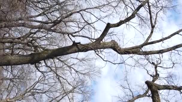 Video vertikal dari hutan dengan pohon-pohon tanpa daun gerak lambat — Stok Video