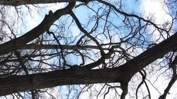 Verticale video van het bos met bomen zonder bladeren slow motion — Stockvideo