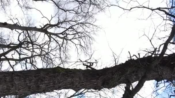 Pionowe wideo lasu z drzewami bez liści spowolnionego ruchu — Wideo stockowe