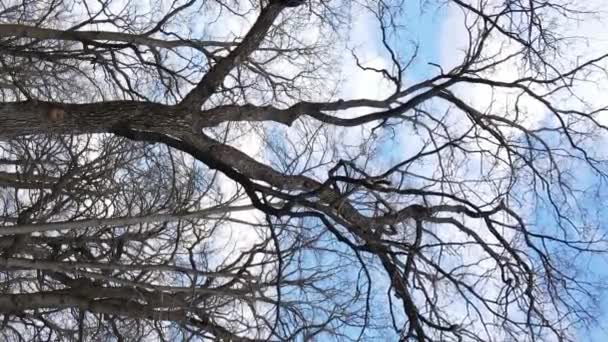 木々のない森の垂直ビデオスローモーション — ストック動画
