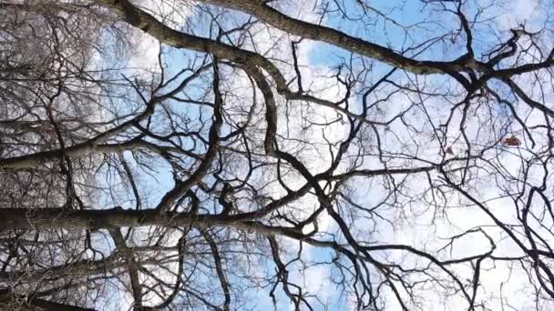 Verticale video van het bos met bomen zonder bladeren slow motion — Stockvideo