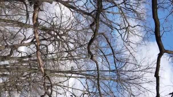 Vídeo vertical da floresta com árvores sem folhas em câmera lenta — Vídeo de Stock