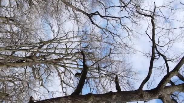 Vídeo vertical da floresta com árvores sem folhas em câmera lenta — Vídeo de Stock