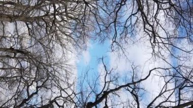 Ağaçlı ormanın dikey videosu yavaş çekimde.