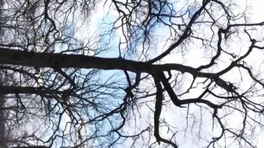 Ağaçlı ormanın dikey videosu yavaş çekimde.