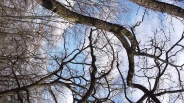 Ağaçlı ormanın dikey videosu yavaş çekimde.