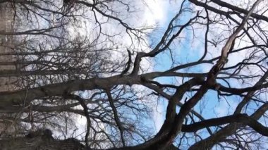 Ağaçlı ormanın dikey videosu yavaş çekimde.