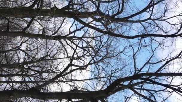 Vidéo verticale de la forêt avec des arbres sans feuilles au ralenti — Video