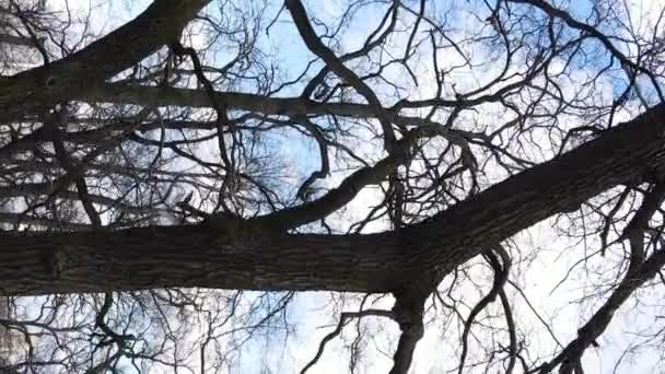 Video vertikal dari hutan dengan pohon-pohon tanpa daun gerak lambat — Stok Video