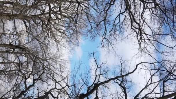 Vídeo vertical del bosque con árboles sin hojas en cámara lenta — Vídeo de stock
