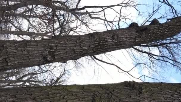 Vidéo verticale de la forêt avec des arbres sans feuilles au ralenti — Video