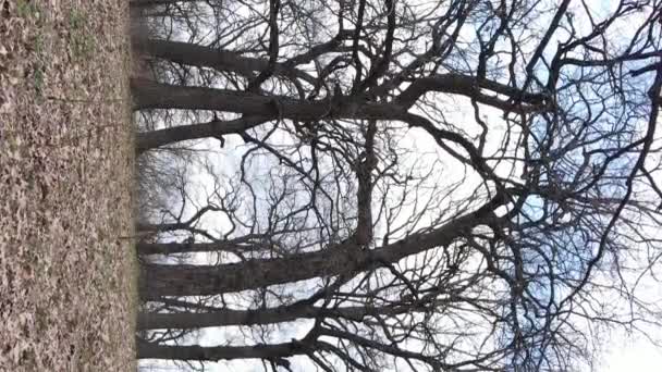 没有树叶的森林的垂直录像慢动作 — 图库视频影像
