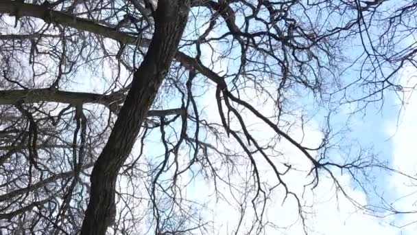 Verticale video van het bos met bomen zonder bladeren slow motion — Stockvideo