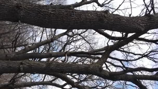 Vídeo vertical da floresta com árvores sem folhas em câmera lenta — Vídeo de Stock