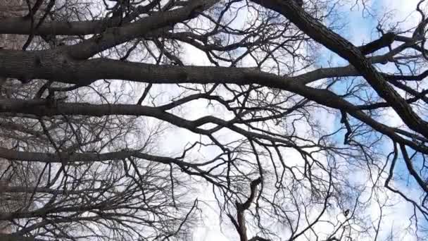Lodret video af skoven med træer uden blade slow motion – Stock-video