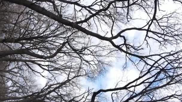 Vídeo vertical da floresta com árvores sem folhas em câmera lenta — Vídeo de Stock